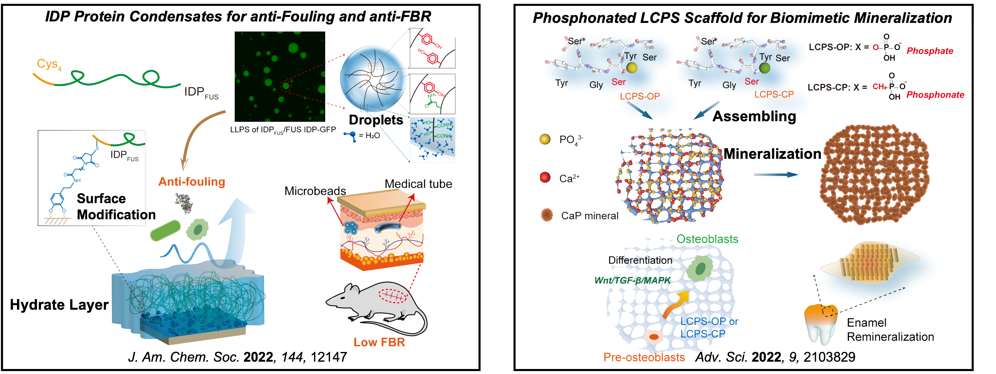 Biomedical Applications