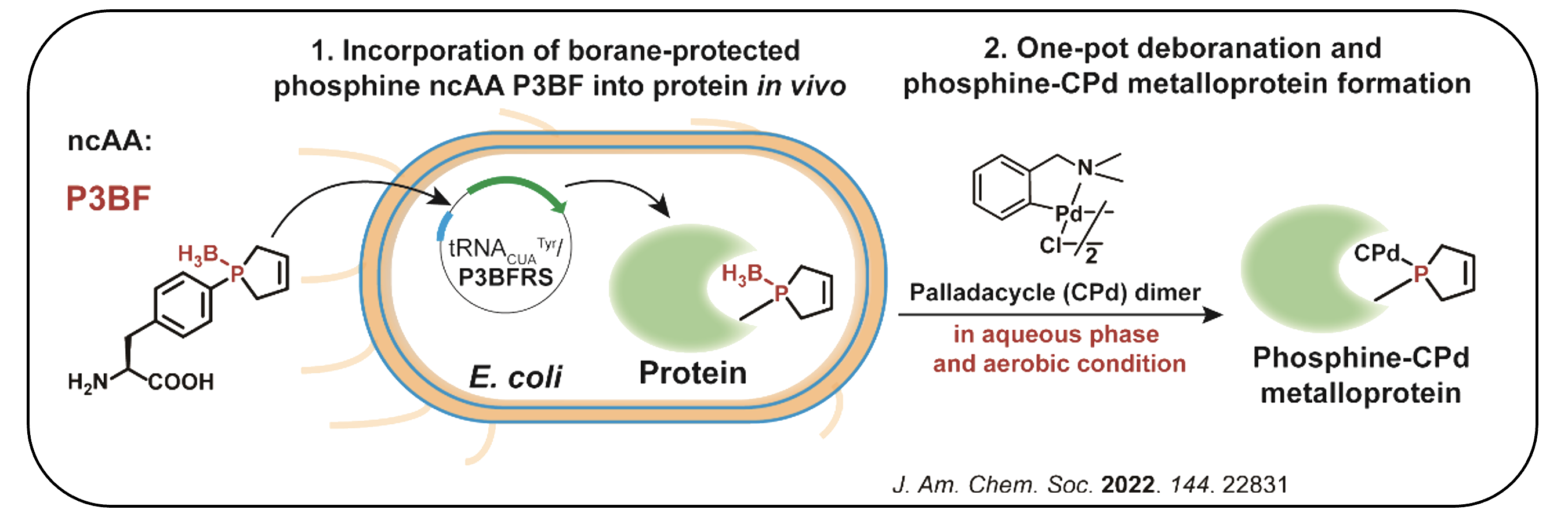 Metalloprotein Design